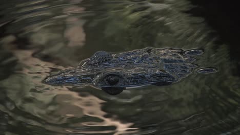 Close-up-Shot-Of-An-Alligator-Lurking-In-The-Water