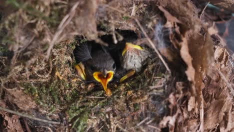 Die-Jungvögel-Im-Nest-Warten-Auf-Futter-Von-Der-Vogelmutter,-Wo-Die-Mutter-Nach-Futter-Sucht