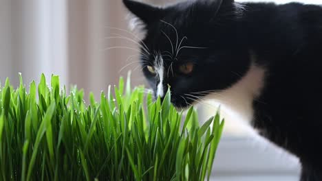 Close-up-of-beautiful-black-and-white-cat-sniffing-a-fresh-pot-of-cat-grass-at-home