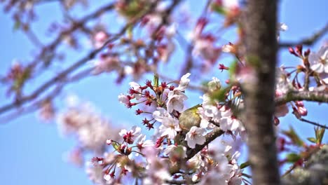 Pájaro-De-Ojo-Blanco-Que-Se-Encarama-En-Las-Ramas-Mientras-Se-Alimenta-Del-Néctar-De-Las-Flores-De-Sakura