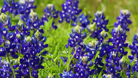 Closeup-video-of-Bluebonnet-flowers-blowing-in-extreme-wind
