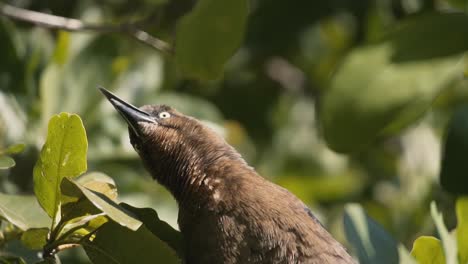 Female-Great-tailed-Grackle-Perched-On-A-Tree---close-up