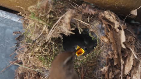 Close-up-of-Eurasian-wren-bird-adult-mother-feeding-little-adorable-hungry-chicks-inside-nest,-day