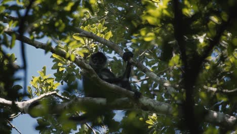 Spider-Monkey-Sitting-On-The-Tree-Branch,-Looking-At-The-Camera---low-angle-shot