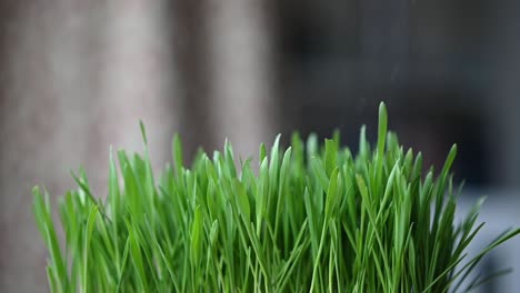 Close-up-of-fresh-cat-grass-getting-sprayed-with-water-at-home
