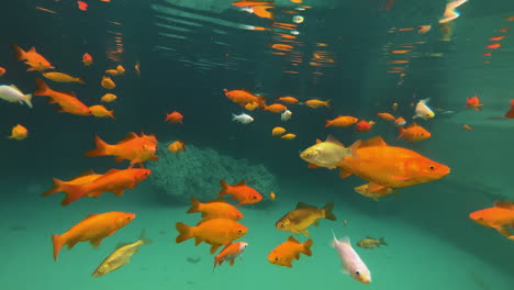 Close-up-underwater-shot-showing-school-of-goldfish-in-clear-water