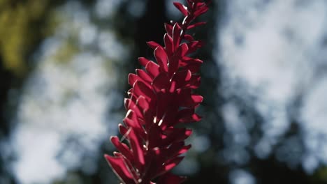 Close-up-Shot-Of-A-Red-Ginger-Flowering-Plant-During-The-Day