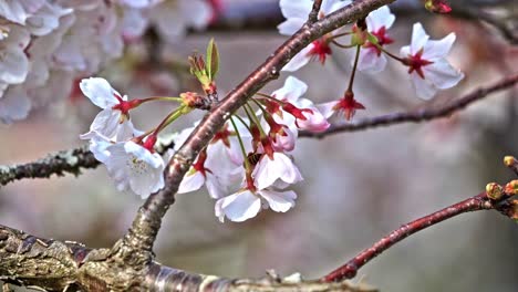 Abeja-En-Un-Floreciente-árbol-De-Flores-De-Sakura-Blanco
