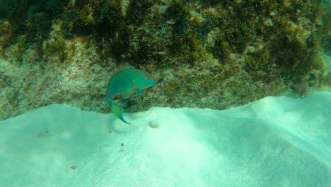 Male-Parrotfish-With-Remora-Swimming-Under-The-Deep-Blue-Sea