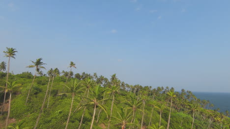 FPV-Rising-Over-High-Green-Summit-Full-Of-Palm-Trees-Revealing-Blue-Paradise,-Sri-Lanka