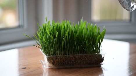 Slow-motion-of-spraying-water-on-cat-grass-at-home-on-the-table