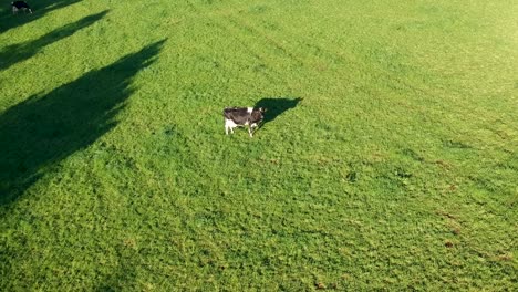 Cow-is-grazing-on-a-green-pasture,-diary-farming-scene---aerial-drone