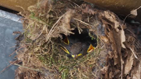 Pájaros-Recién-Nacidos-Esperando-A-Mamá-Alimentándose-En-El-Nido