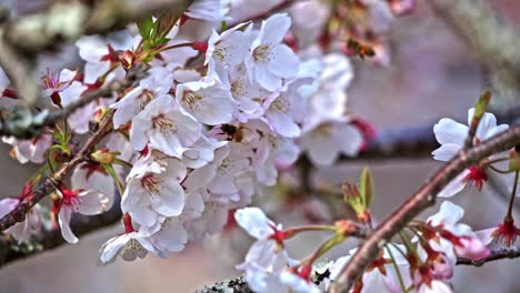 Ein-Kirschblütenbaum-Und-Eine-Biene,-Die-Ihren-Nektar-Saugt---Nahaufnahme