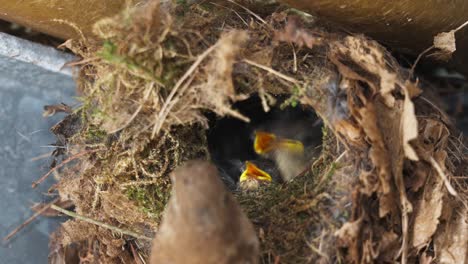 Close-up-of-Eurasian-wren-chicks-fed-by-mother-inside-nest,-day
