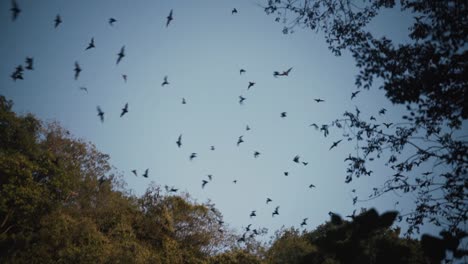 A-Colony-Of-Mexican-Free-Tailed-Bats-Foraging-At-Sunset-In-Mayan-Rainforest,-Riviera-Maya,-Mexico