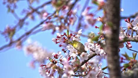 Japanese-White-eye-Bird-Resting-On-Branches-Of-Sakura-Blossom-Tree