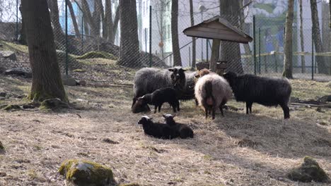 Schwarze-Schafe-Mit-Babylämmern,-Die-Trockenes-Grasheu-Aus-Dem-Trog-Fressen---Schwarze-Schafe-Und-Widder,-Die-Tagsüber-Aus-Hölzernem-Heutrog-Fressen---Teleaufnahme-Von-Tieren-Auf-Dem-Bauernhof