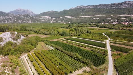 Wine-Vineyards-in-Umcani,-Split-Dalmatia,-Croatia---Aerial