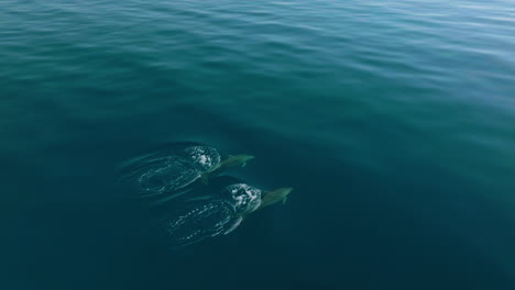 Vista-Panorámica-De-Las-Tranquilas-Aguas-Azules-Del-Mar-Adriático-Con-Dos-Delfines-Nadando-Cerca-De-La-Isla-De-Losinj,-Croacia