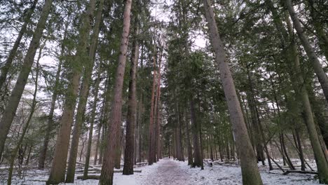 Forest-Path-in-Winter-covered-in-snow-with-tall-evergreen-pine-trees-looking-up-towards-the-sky-slow-reveal