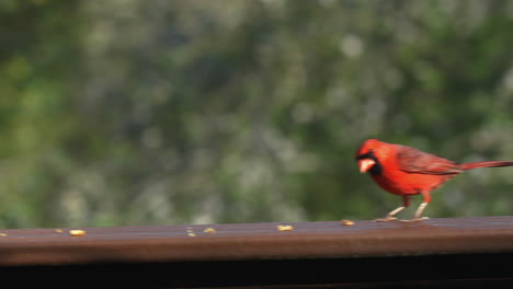 Cardinal-eating-seeds-and-nuts-on-hand-rail-in-back-yard,-grabbing-food-and-hopping-away