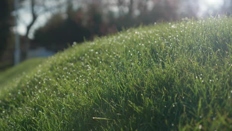 Fresh-morning-water-dew-drops-on-vibrant-green-grass-lit-by-the-sun-blowing-in-the-wind