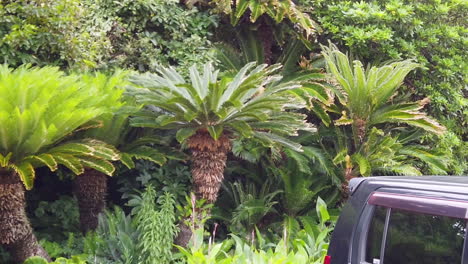 Botanical-Garden-Landscape-With-Attractive-Japanese-Cycas-Revoluta-Or-Sago-Palm