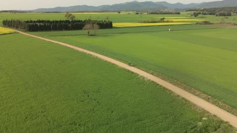 Circular-flight-with-drone-over-a-cyclist-driving-along-a-dirt-road-with-crops-on-the-green-and-yellow-sides-beautiful-panoramic-cinematographic-shot-on-the-Costa-Brava-in-Girona