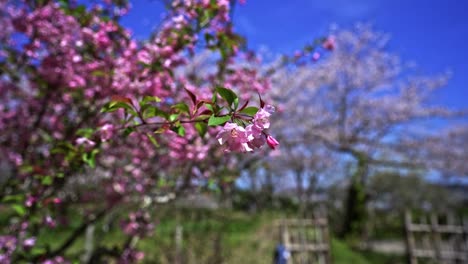 Sakura-Cherry-Blossoms-On-A-Sunny-Countryside