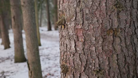 Close-up-of-Pine-Tree-Trunk-with-thick-bark-in-winter-forest-evergreen-tree-base-pan-to-ground-level