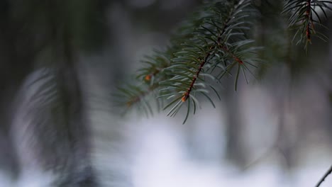 Detail-view-of-Vibrant-Green-Coniferous-branch-and-needles-with-blurry-background-in-winter