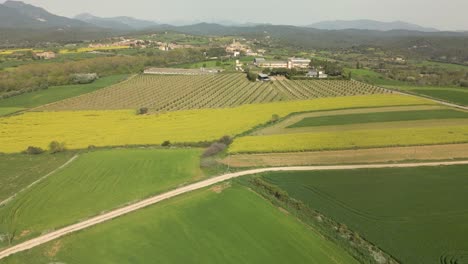 Low-altitude-flight-over-a-farm-with-cultivation-of-olive-trees-and-rapeseed-in-Girona-Spain-Costa-Brava