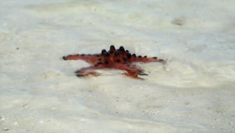 Starfish-sticking-out-of-the-water,-black-spikes-and-red-color