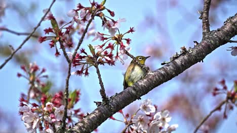 Ein-Kleiner-Vogel-Und-Kirschblüten---Selektive-Fokusaufnahme
