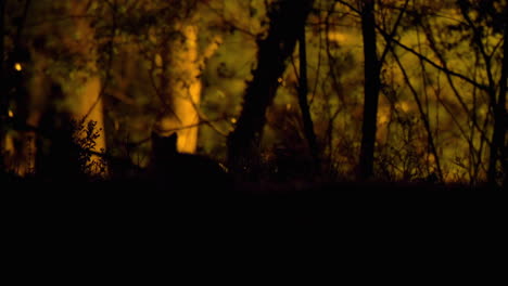 Baby-fox-kit-silhouetted-as-it-bounds-across-backlit-foreground-in-rural-neighborhood