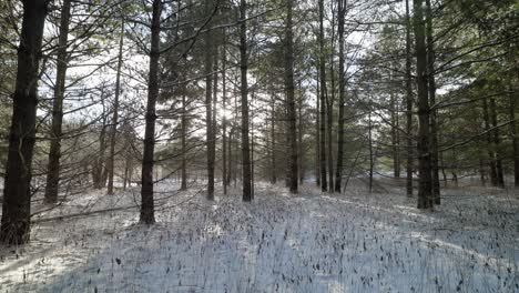 Bosque-De-Invierno-Con-Suelo-Cubierto-De-Nieve-Y-árboles-De-Hoja-Perenne