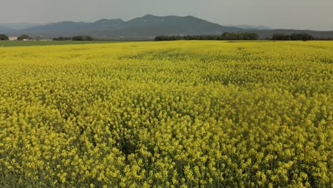 Low-altitude-flight-over-a-yellow-Colza-field-with-a-mountain-in-the-background
