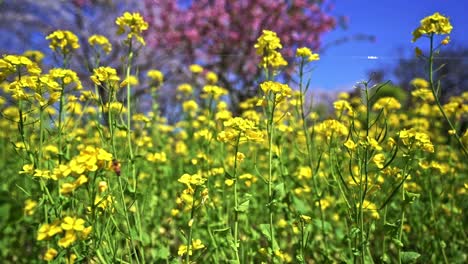 Bee-Hovering-On-Yellow-Rapeseed-Flowers-In-The-Meadow-On-A-Sunny-Springtime