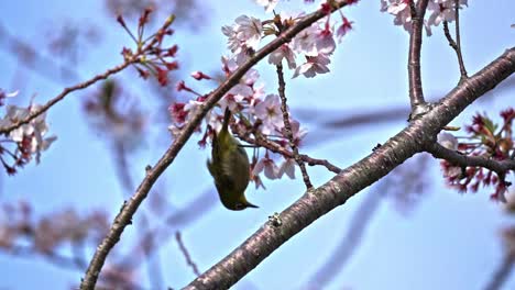 A-Wild-Bird-And-Cherry-Blossoms---Selective-Focus-Shot