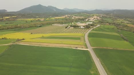 Filmischer-Flug-über-Eine-Farm-Mit-Kultivierten-Olivenbäumen-Und-Raps-An-Der-Costa-Brava-In-Girona-Harmonie-Und-Ruhe-Sehr-Gepflegt