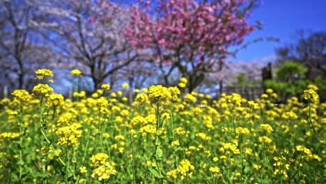 Yellow-Rapeseed-Field-In-Bloom-At-Spring-With-Beautiful-Pink-Sakura-Tree-In-Blurred-Background