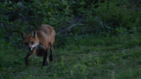 Cautious-fox-at-dusk-poses-for-camera-before-running-away