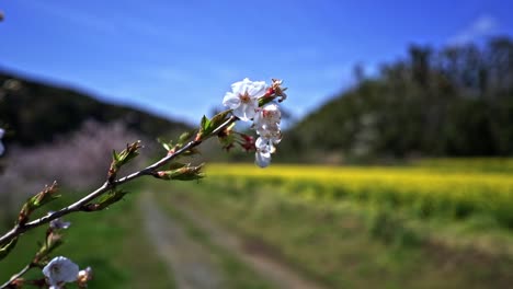 Beautiful-Pink-Cherry-Blossom-In-Foreground-With-Yellow-Rapeseed-Field-In-Bloom-In-Blurred-Background