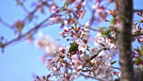 White-Eye-Bird-Sucking-The-Nectar-Of-Sakura-Flowers-On-A-Sunny-Day