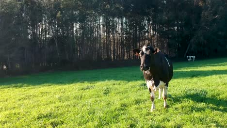 Cow-on-beautiful-green-pasture,-curiously-watching-drone-fly-around