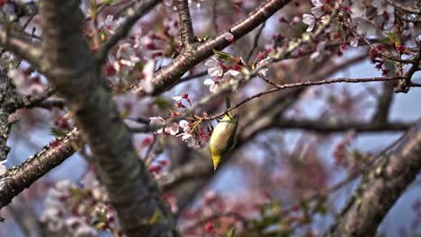 Wild-Bird-and-Sakura-Blossoms---Blurred-Background-Shot