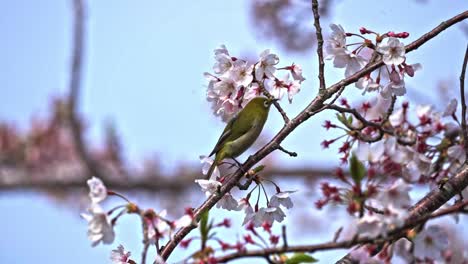 Hockend-Trällernder-Weißaugenvogel,-Der-Nektar-Auf-Sakura-Blüten-Saugt