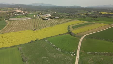Cinematic-flight-over-a-farm-with-cultivated-olive-trees-and-rapeseed-on-the-Costa-Brava-in-Girona-harmony-and-tranquility-very-neat