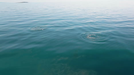 Dos-Delfines-Nadando-Libremente-En-El-Mar-Adriático-Cerca-De-La-Isla-De-Lošinj,-Croacia--Antena